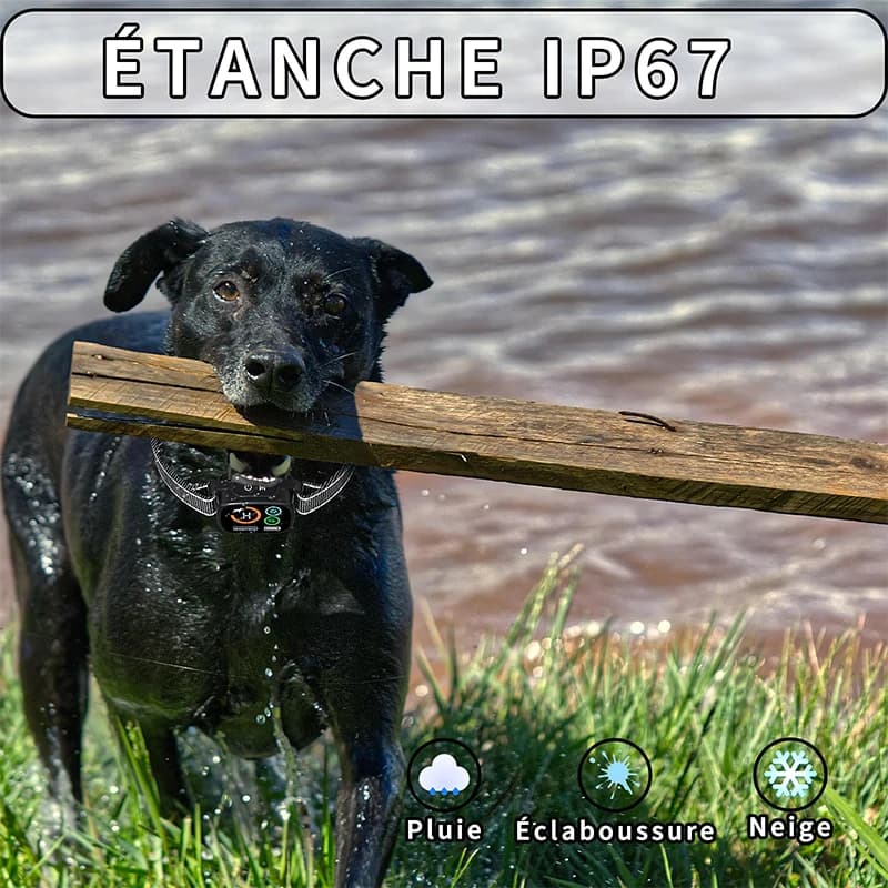 Collier d'écorce pour chien, fonction de Vibration sonore, étanche IP67, double moteur, affichage couleur LED, Rechargeable