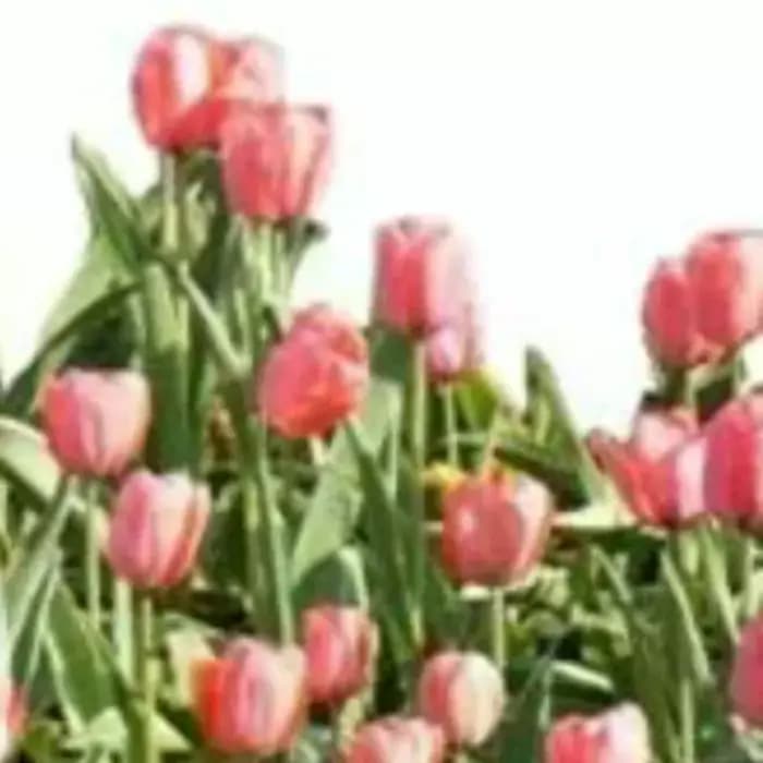 Clôture décorative de jardin extérieure, résistante à la rouille, clôture paysagère en fil métalliqu